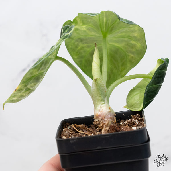 Alocasia 'Black Velvet Ninja' Tricolor/Splash Variegated (wk4-N)