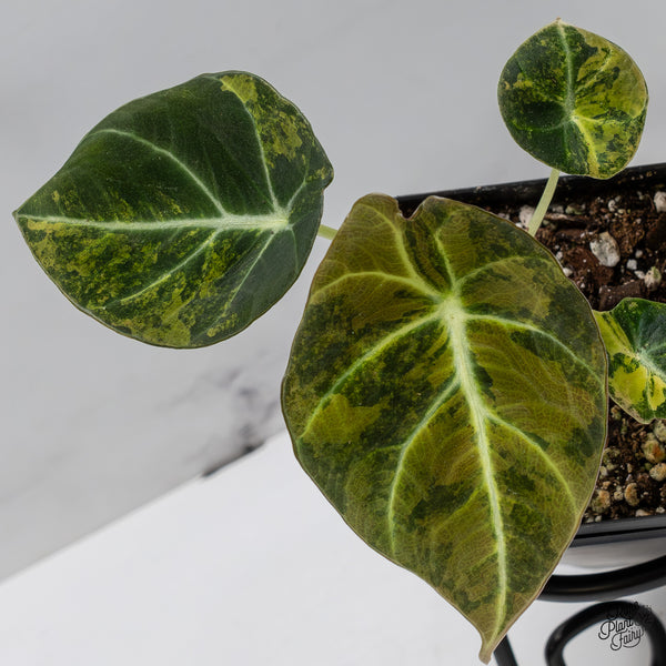 Alocasia 'Black Velvet' Aurea Gold Variegated (wk43-H)
