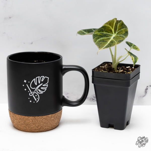 Alocasia 'Black Velvet' Aurea Gold Variegated (wk43-H)