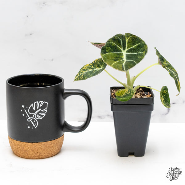 Alocasia 'Black Velvet' Aurea Gold Variegated (wk48-T)