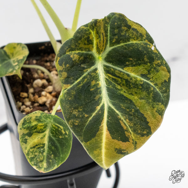 Alocasia 'Black Velvet' Aurea Gold Variegated (wk48-T)