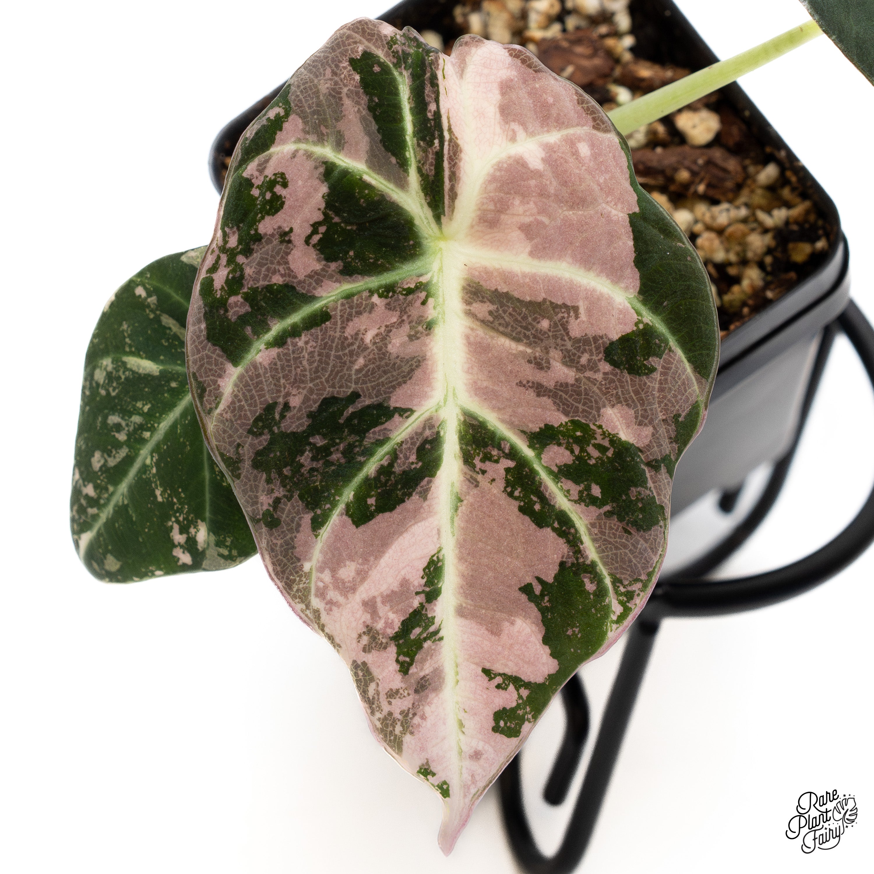 Alocasia 'Black Velvet' Pink Variegated (wk41-J) – Rare Plant Fairy