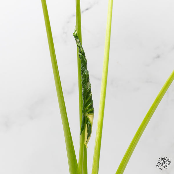 Alocasia 'Crinkles' Albo variegated (wk52-UN) *Corming Size*