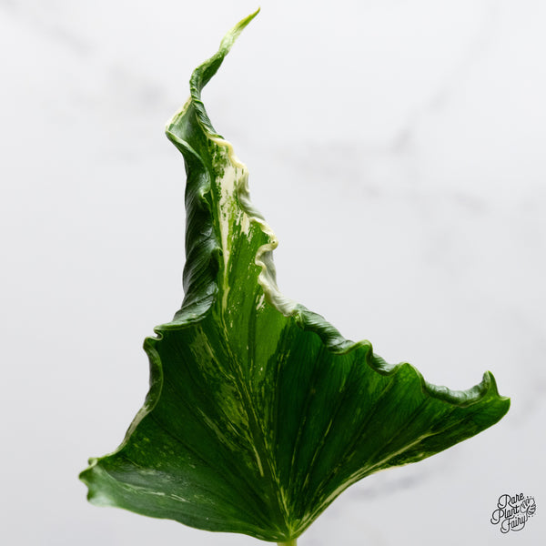 Alocasia 'Crinkles' Albo variegated (wk52-UN) *Corming Size*