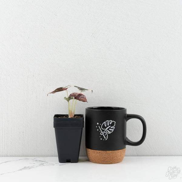 Alocasia 'Cuprea' Albo/Pink Variegated (wk8-US)