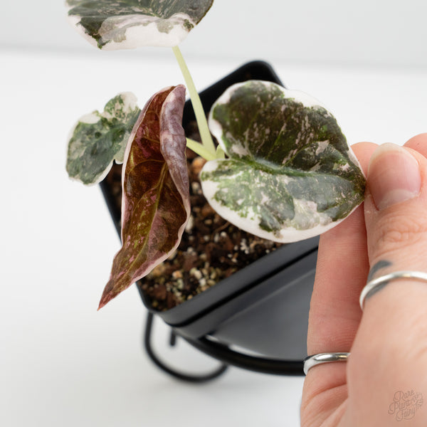 Alocasia 'Cuprea' Albo/Pink Variegated (wk8-US)