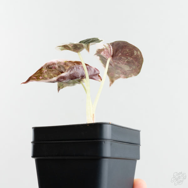 Alocasia 'Cuprea' Albo/Pink Variegated (wk8-US)