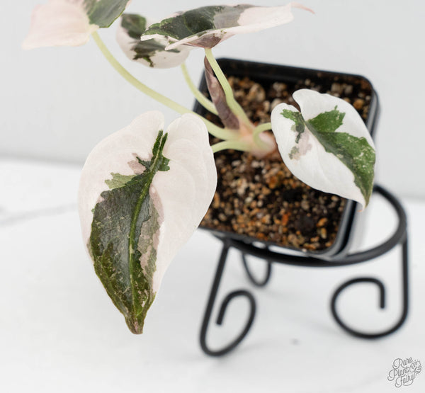 Alocasia 'Cuprea' Albo Variegated (wk11-UB)