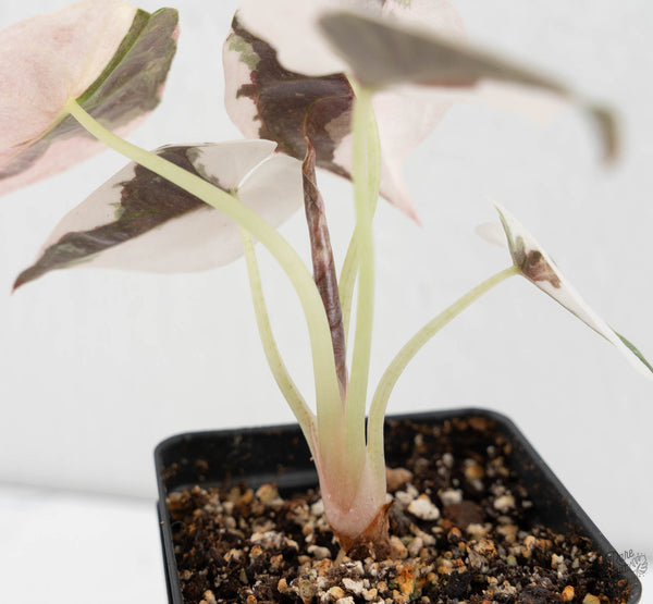 Alocasia 'Cuprea' Albo Variegated (wk11-UB)