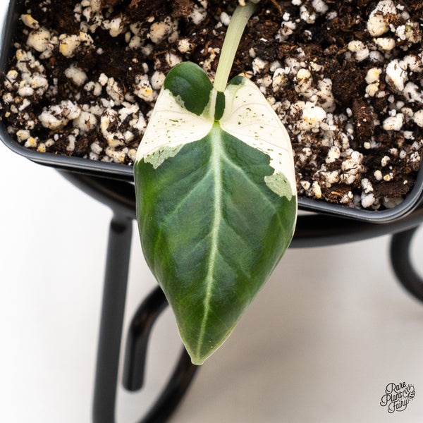 Alocasia 'Dalmation' Variegated (wk46-Y)