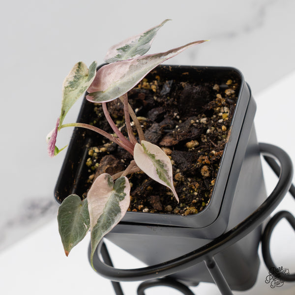 Alocasia 'De beers' Pink Variegated (wk50-UM)