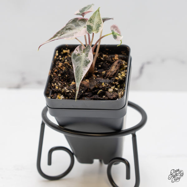 Alocasia 'De beers' Pink Variegated (wk50-UM)