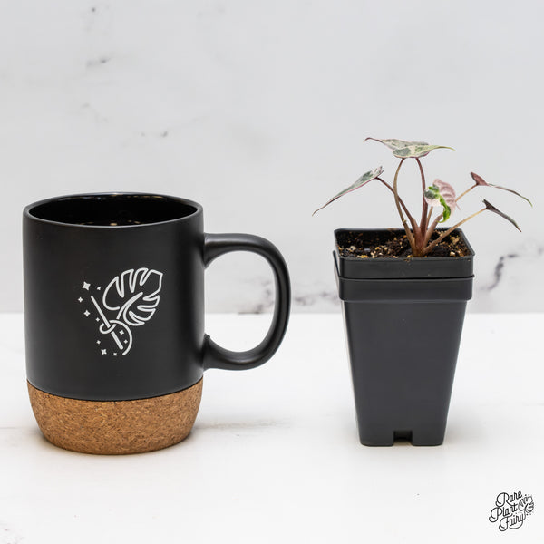 Alocasia 'De beers' Pink Variegated (wk50-UM)