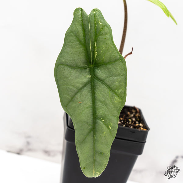 Alocasia heterophylla 'Metallic Blue' Albo variegated (wk46-W)