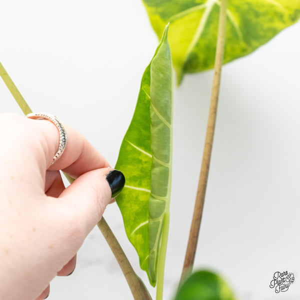 Alocasia 'Frydek aurea variegated (wk4-P)