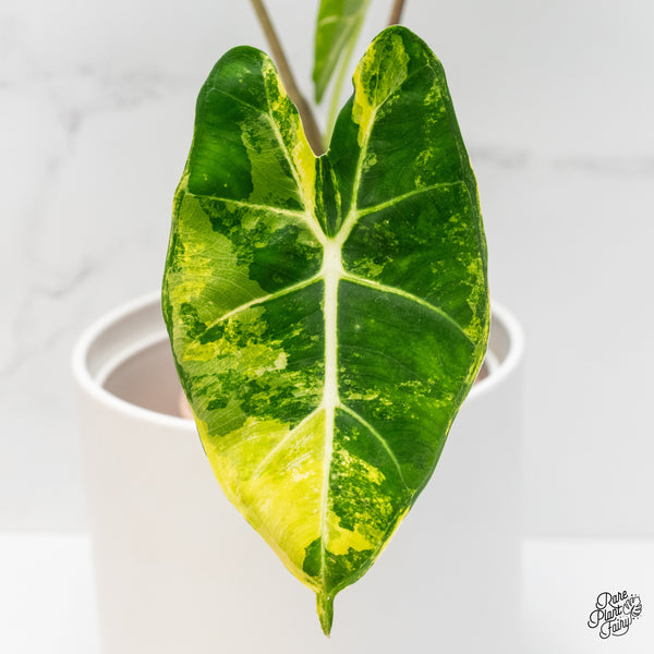 Alocasia 'Frydek aurea variegated (wk4-P)