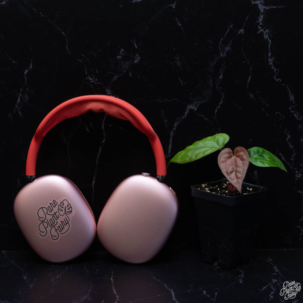 Anthurium luxurians *Grower's Choice*