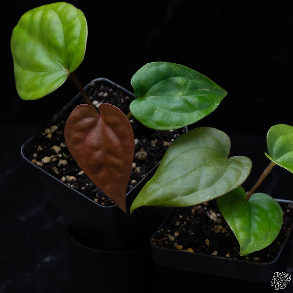 Anthurium luxurians *Grower's Choice*