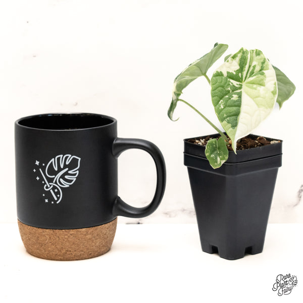 Alocasia Melo Albo Variegated (wk42-L)