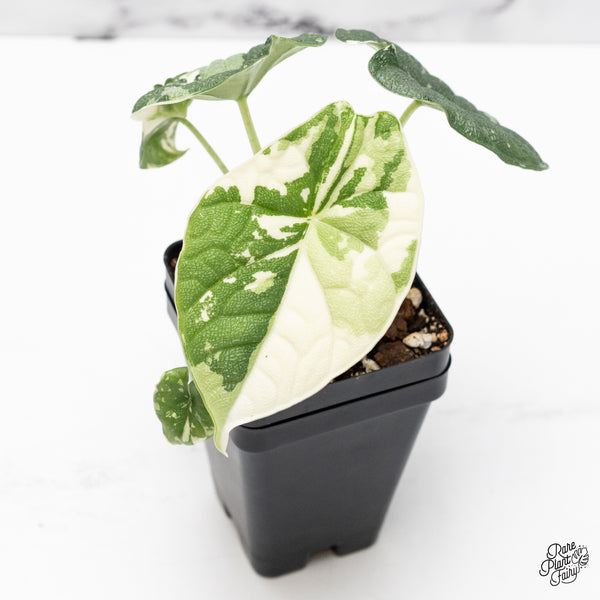Alocasia Melo Albo Variegated (wk42-L)