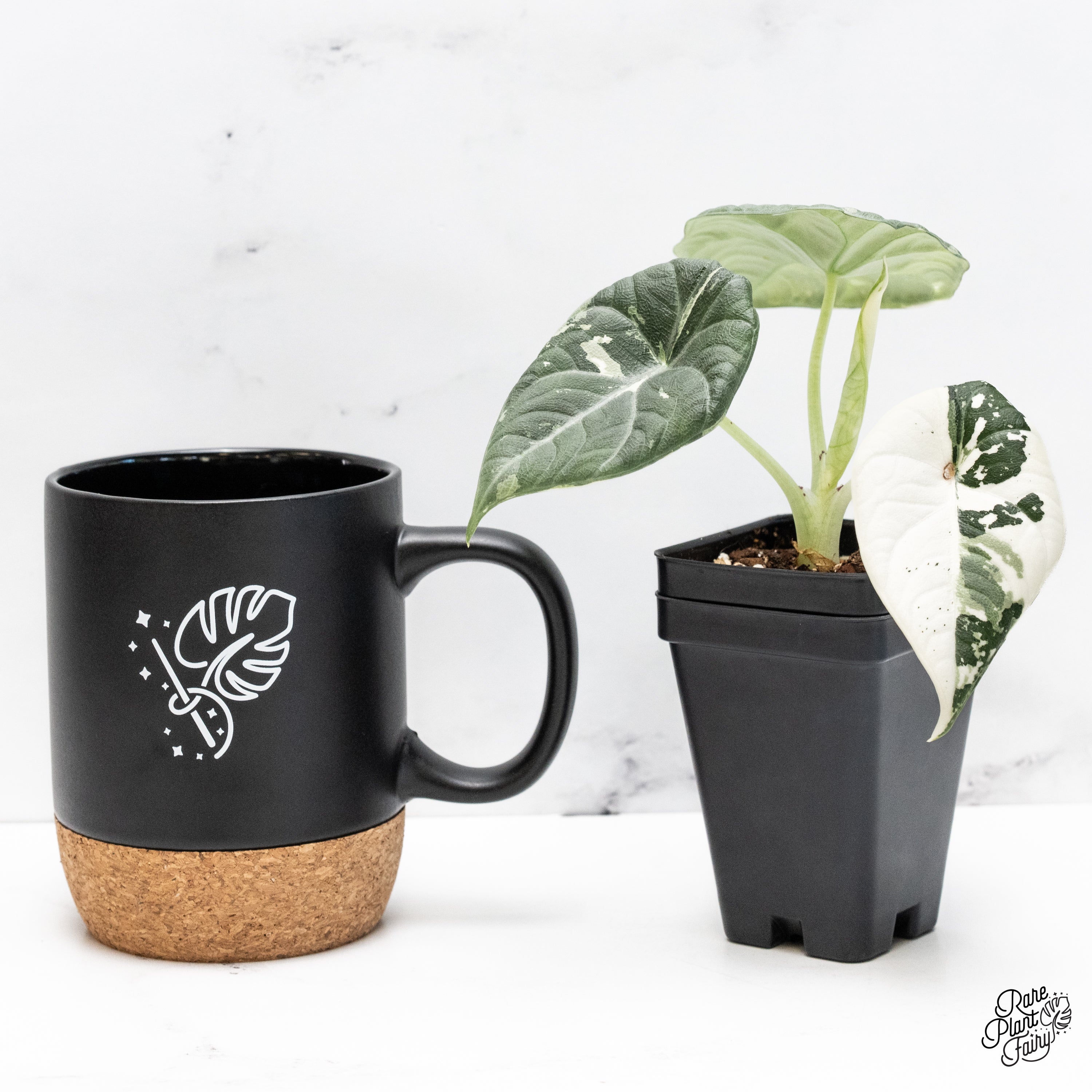 Alocasia Maharani Albo Variegated (wk42-M) – Rare Plant Fairy