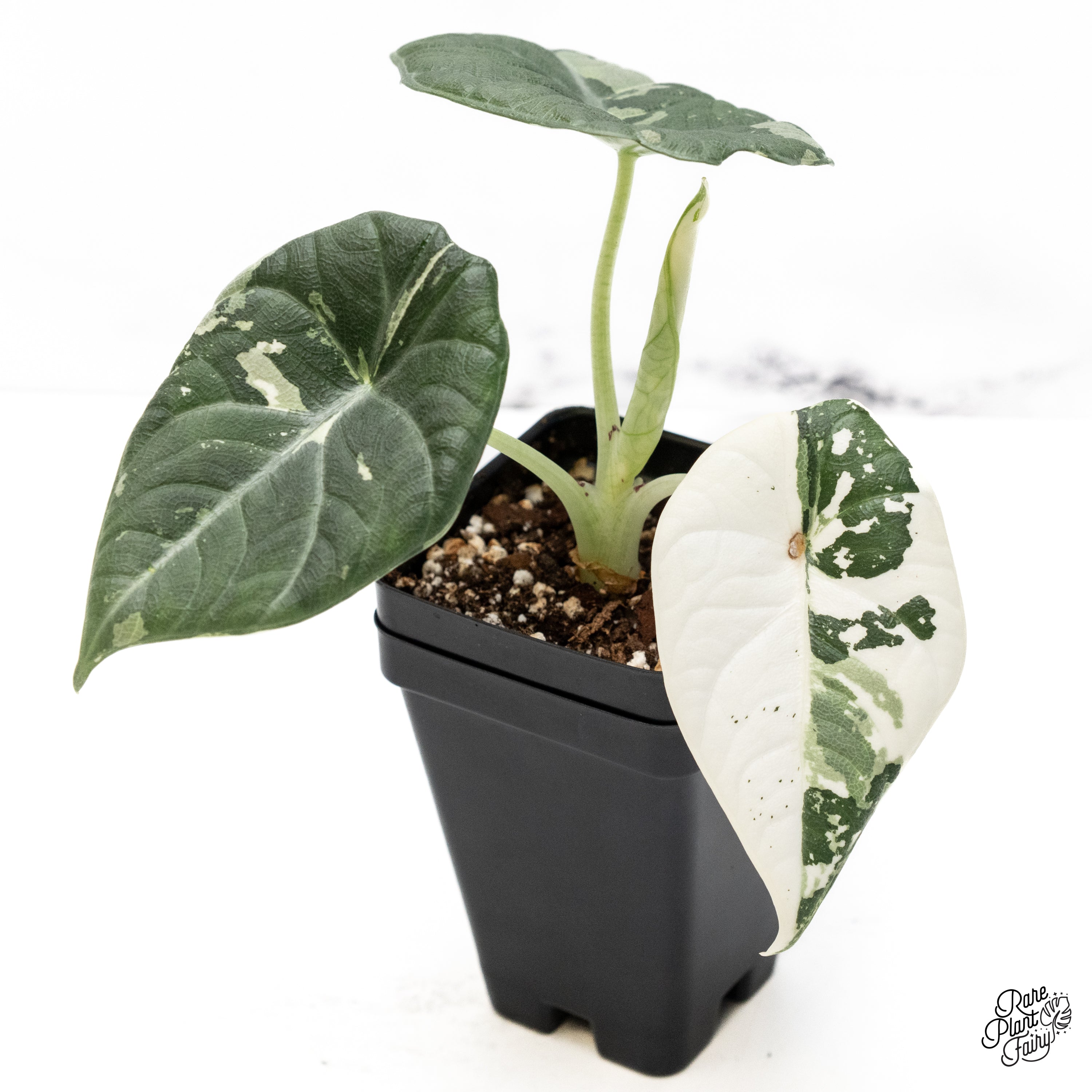 Alocasia Maharani Albo Variegated (wk42-M) – Rare Plant Fairy
