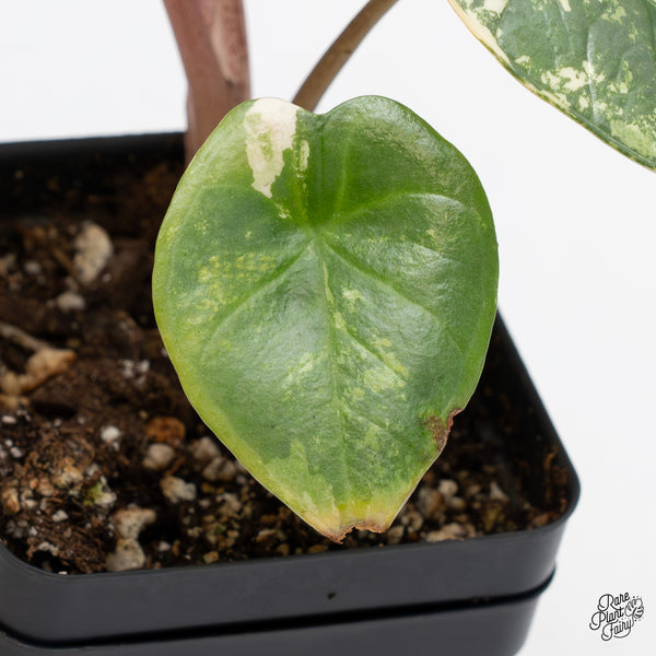 Alocasia 'Bisma Platinum' Albo Variegated (wk45-H)