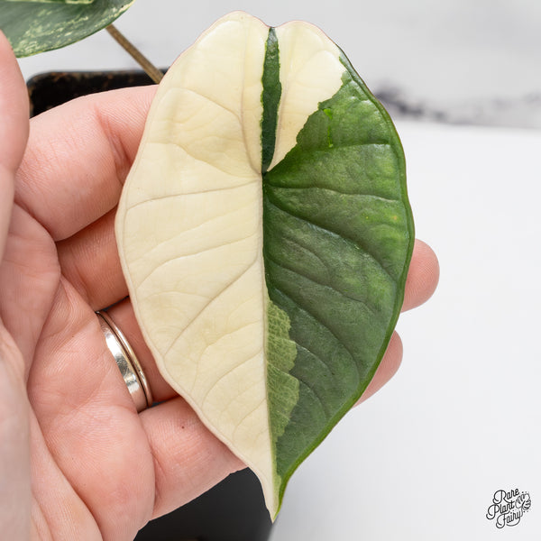 Alocasia 'Bisma Platinum' Albo Variegated (wk45-I)