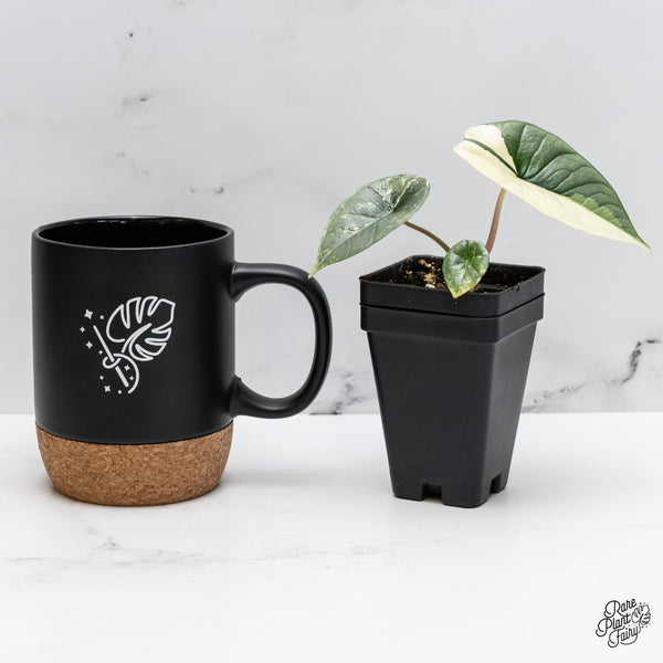 Alocasia 'Bisma Platinum' Albo Variegated (wk45-I)