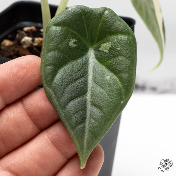 Alocasia Maharani Albo Variegated (wk48-F)