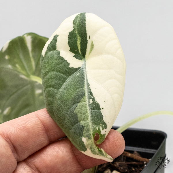 Alocasia Maharani Albo Variegated (wk48-F)