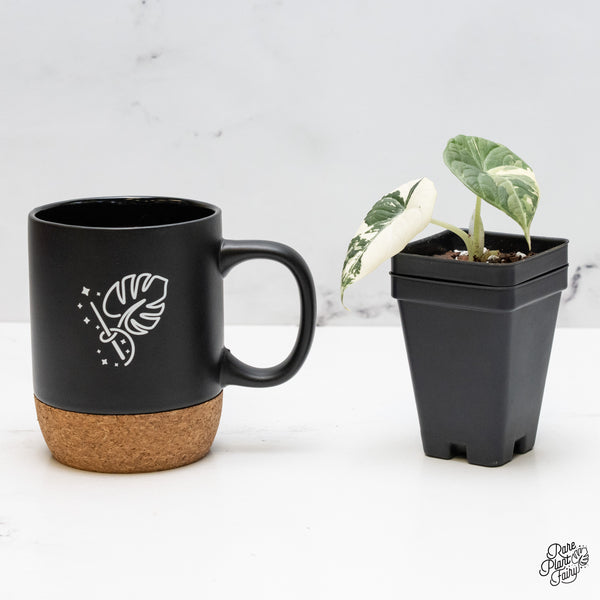 Alocasia Maharani Albo Variegated (wk51-M)