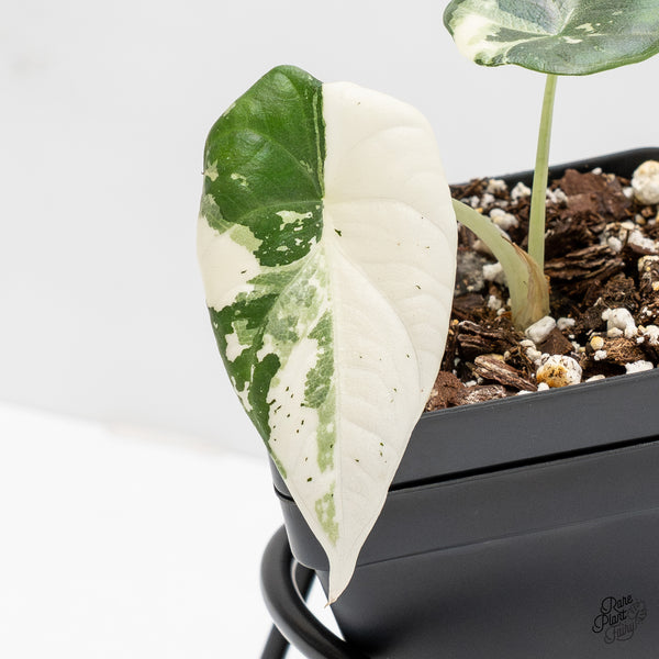 Alocasia Maharani albo variegated (wk1-C)