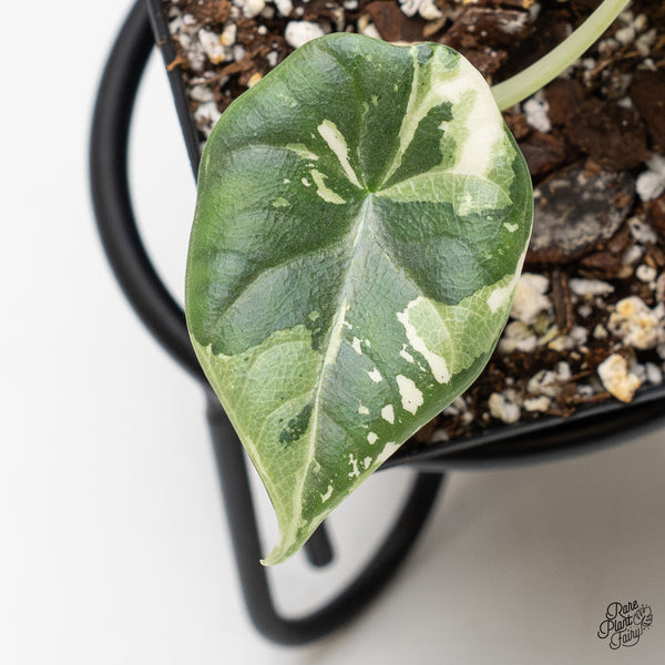 Alocasia Maharani albo variegated (wk1-C)