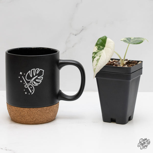 Alocasia Maharani albo variegated (wk1-C)