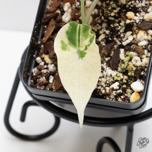 Alocasia Maharani Albo Variegated (wk2-J)