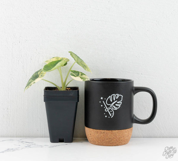 Alocasia 'Melo' Aurea Variegated (wk11-E)