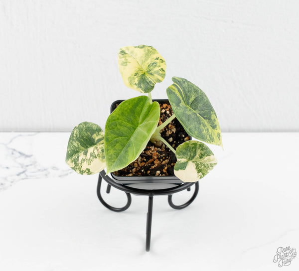 Alocasia 'Melo' Aurea Variegated (wk11-E)