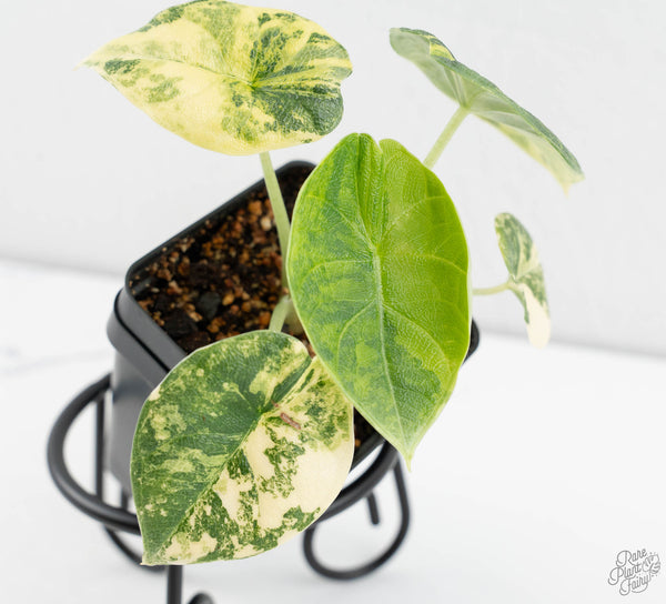 Alocasia 'Melo' Aurea Variegated (wk11-E)