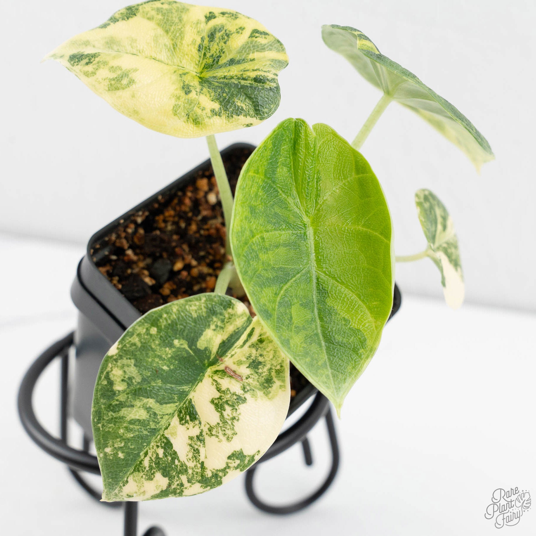 difference between alocasia and philodendron Alocasia 'Melo' Aurea Variegated *Grower's Choice* – Rare Plant Fairy