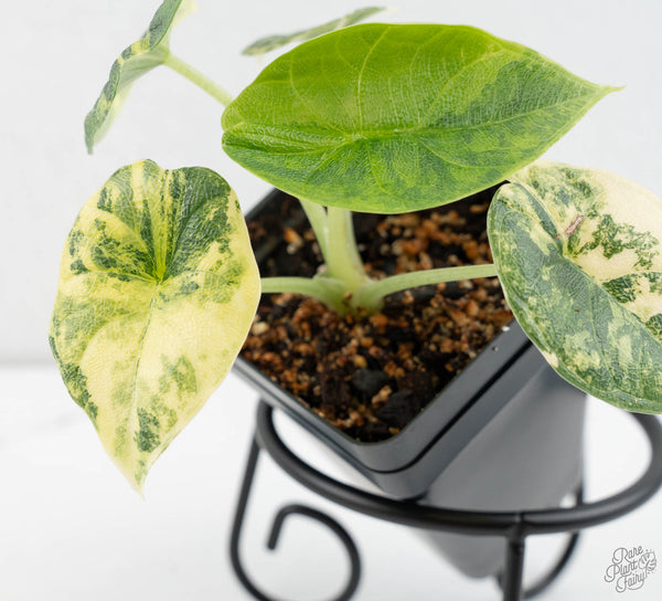 Alocasia 'Melo' Aurea Variegated (wk11-E)
