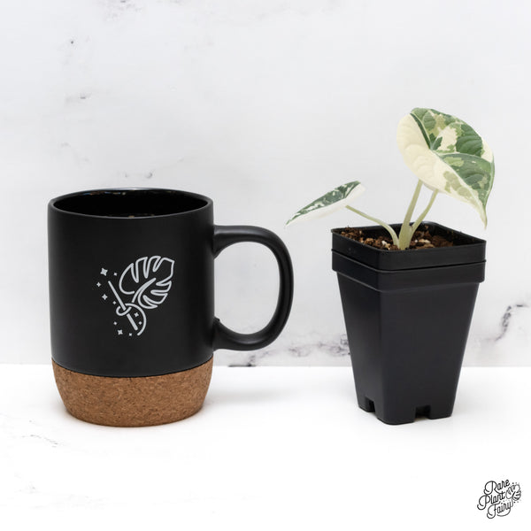 Alocasia Maharani Albo Variegated (wk44-C)