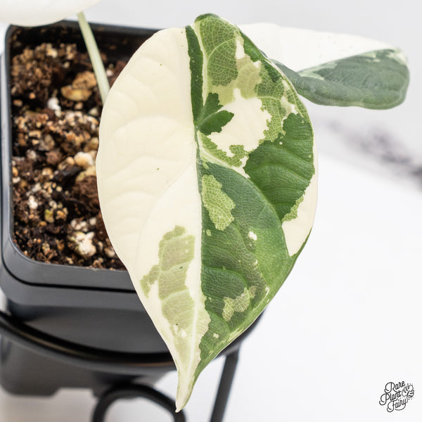 Alocasia Maharani Albo Variegated (wk44-C)