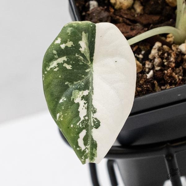 Alocasia Maharani Albo Variegated (wk44-C)