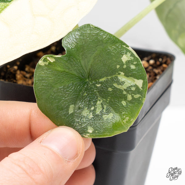 Alocasia 'Melo' Albo Variegated (wk48-Q)