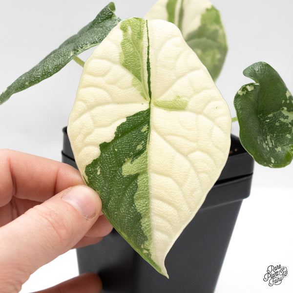 Alocasia 'Melo' Albo Variegated (wk48-Q)