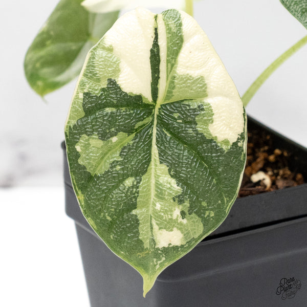 Alocasia 'Melo' Albo Variegated (wk48-Q)