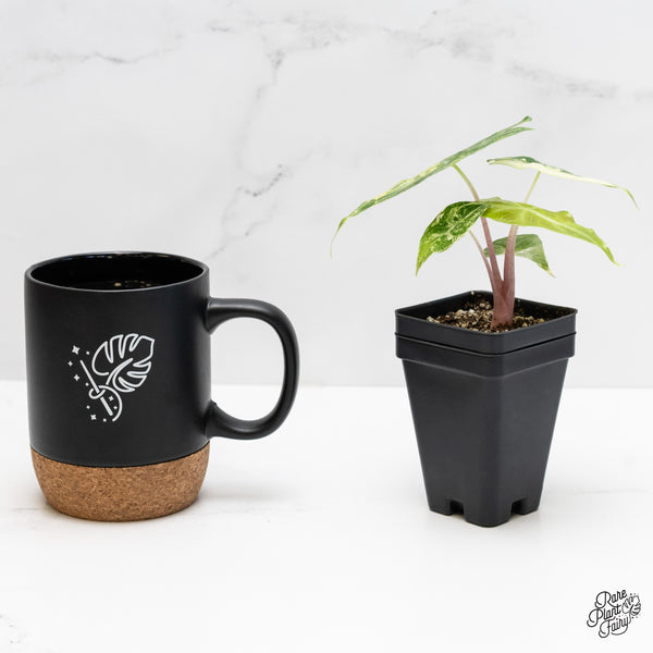 Alocasia 'Nairobi Nights' Variegated (wk4-L)