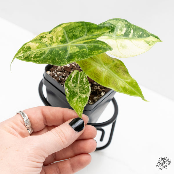 Alocasia 'Nairobi Nights' Variegated (wk4-L)