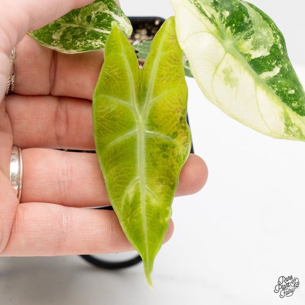Alocasia 'Nairobi Nights' Variegated (wk4-L)